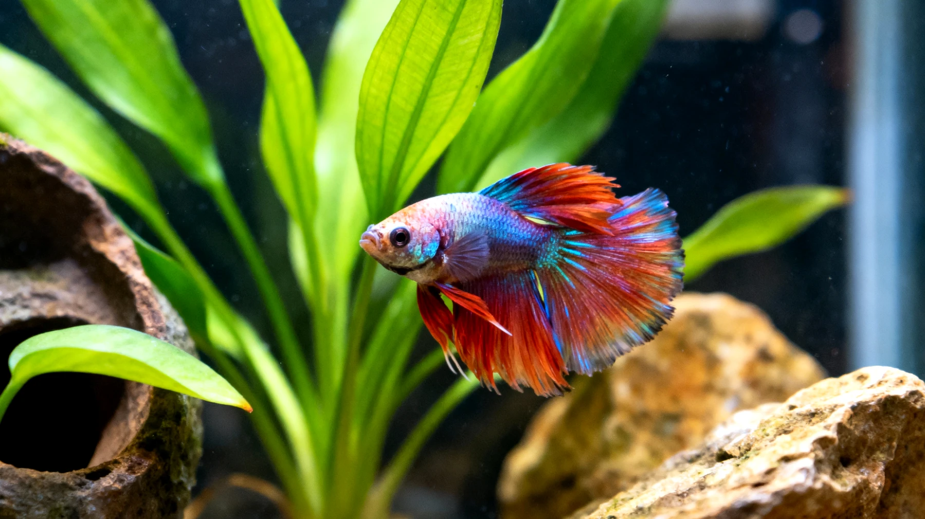 Come creare un ambiente stimolante e arricchente per un pesce d'acquario attraverso l'applicazione della psicologia animale per prevenire comportamenti stereotipati e promuovere il benessere mentale"